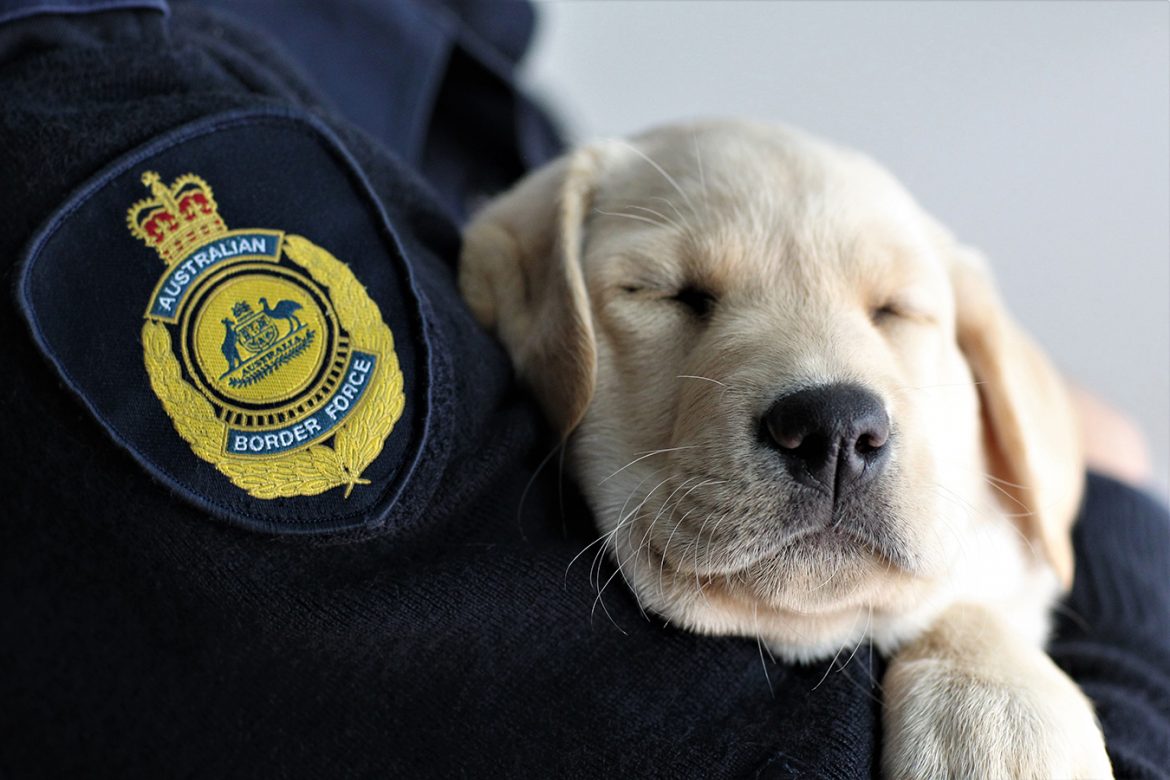 Chó có thể được sử dụng để phát hiện những người bị nhiễm COVID – cả những người không có triệu chứng